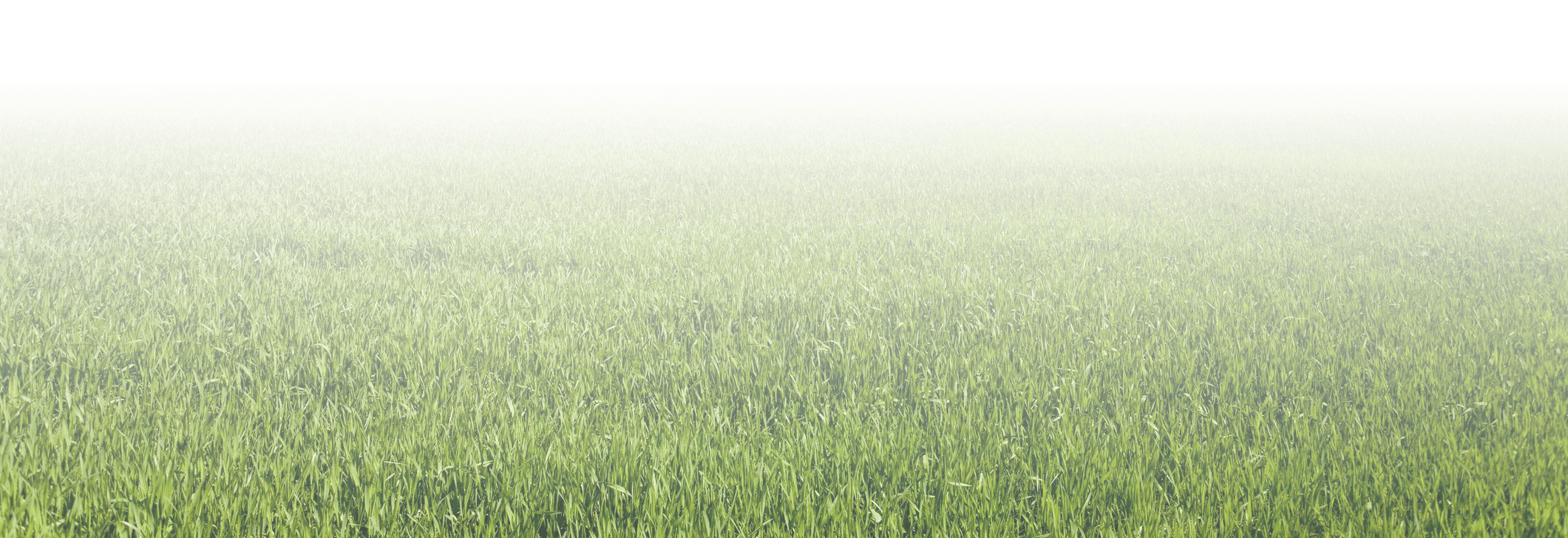 A fog-covered field of tall green grass stretches into the distance, blending softly with the misty horizon. No landmarks visible.