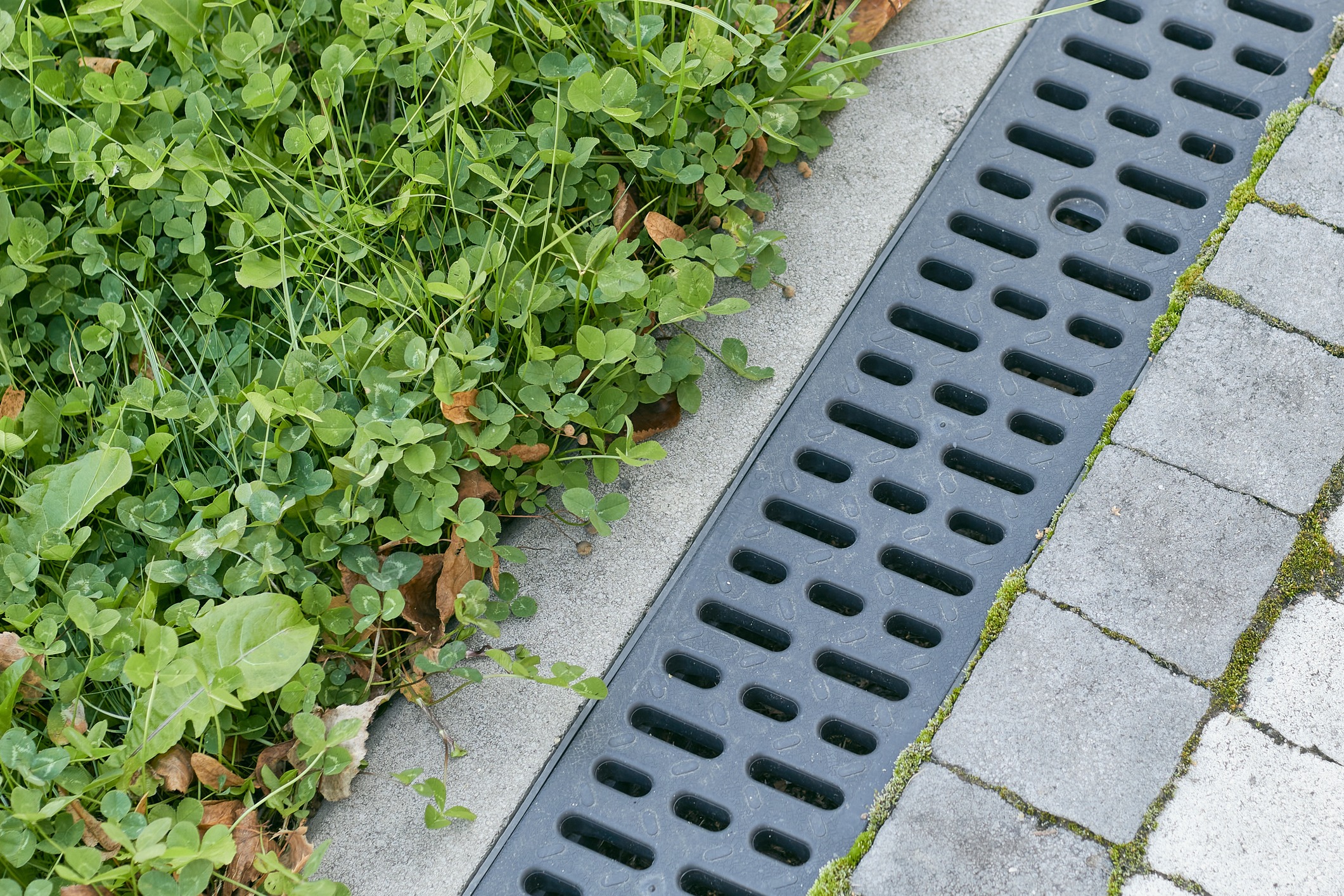 Green clover plants grow beside a concrete sidewalk, bordered by a drainage grate with rectangular slots and interlocking stone pavers.