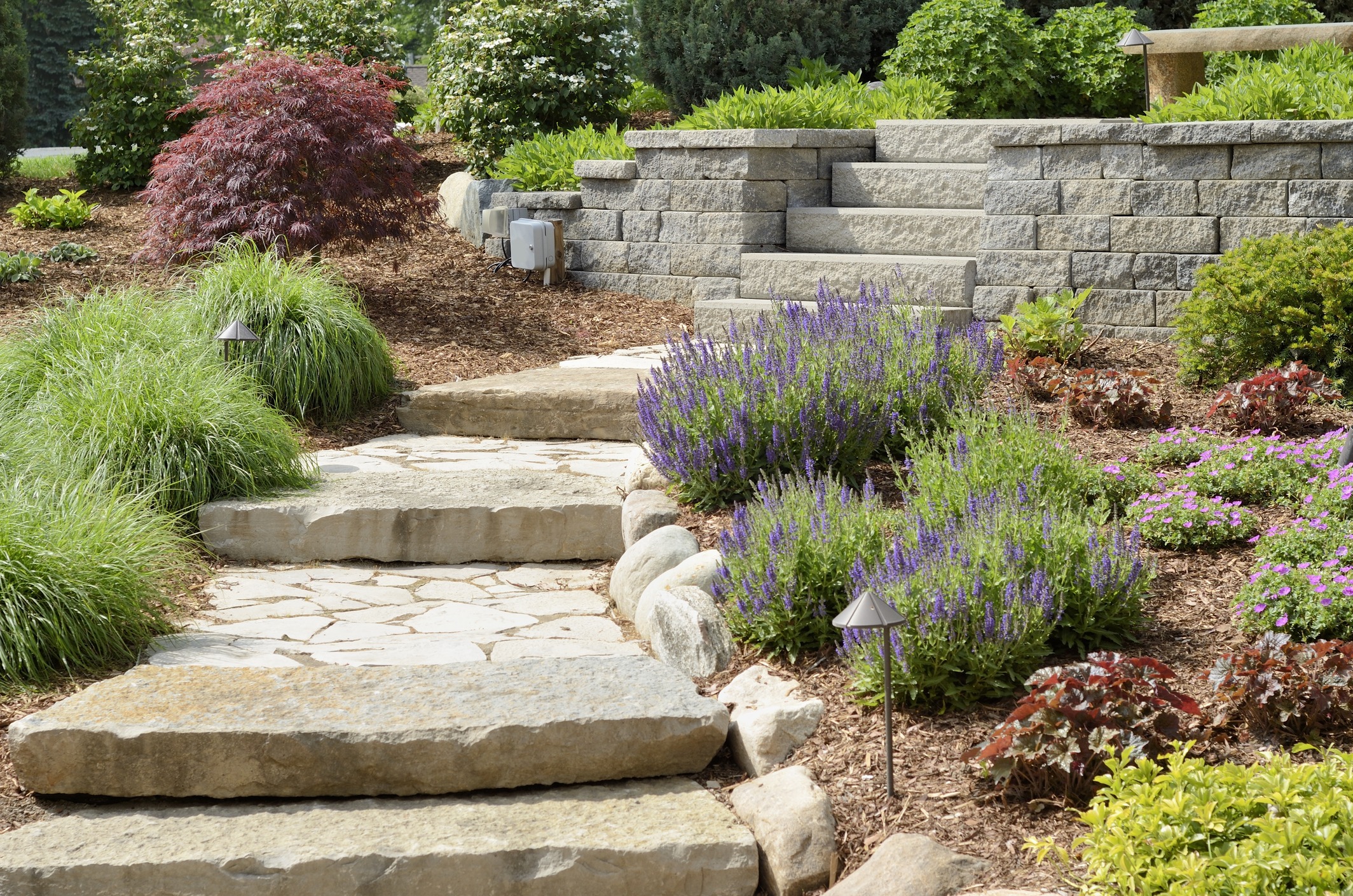 Stone path through a well-maintained garden features lavender and various plants, surrounded by stone wall and steps with lush greenery.