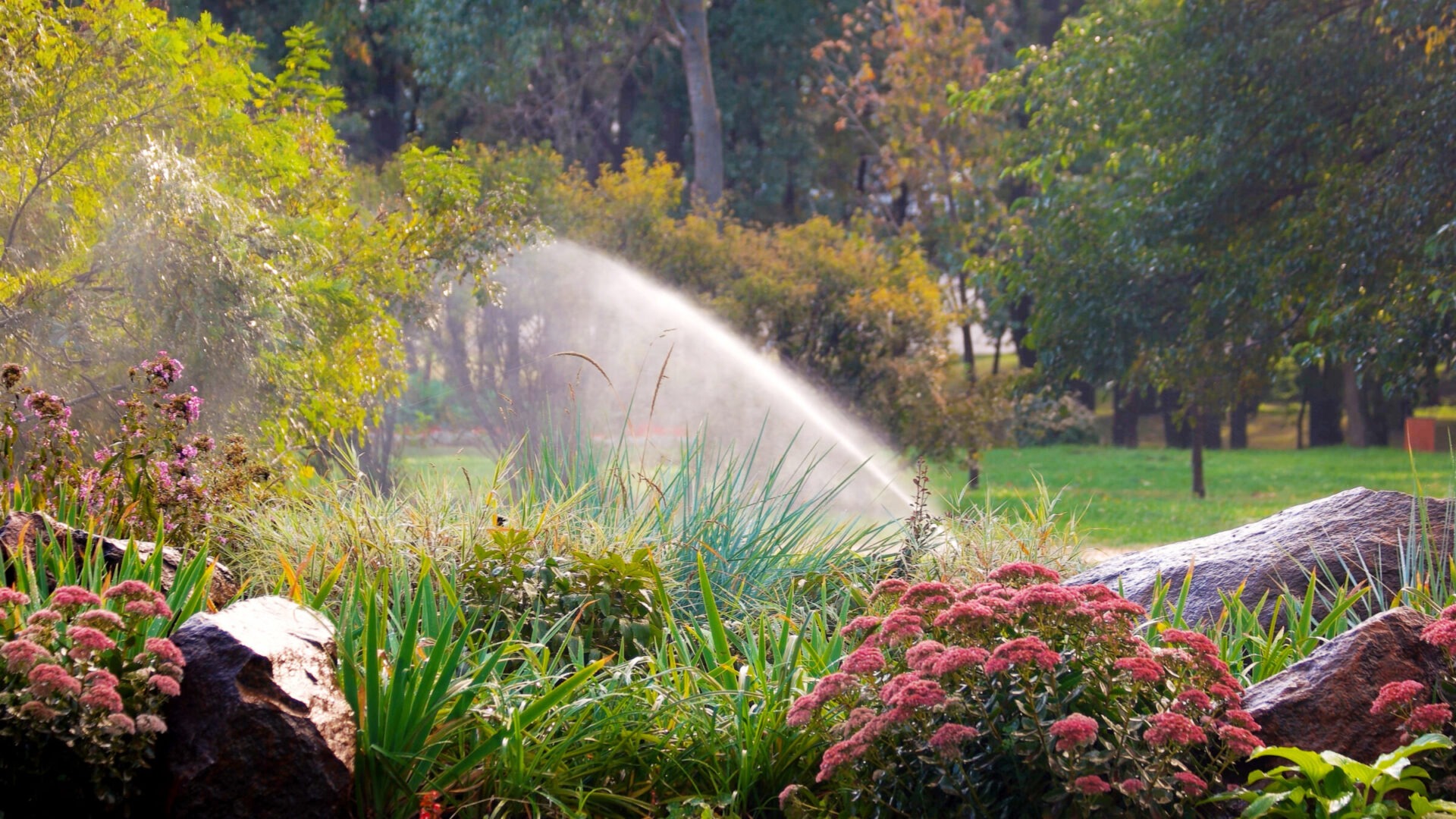 A garden sprinkler sprays water over lush green plants and blooming pink flowers, surrounded by rocks and trees in a sunlit park.
